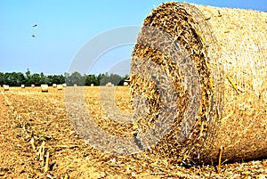 Hay bales