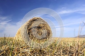 Hay Bales