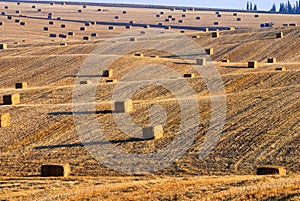 Hay bales