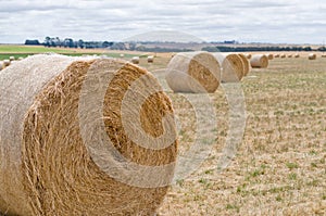 Hay bales. Agriculture field with cloudy sky