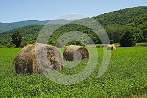 Hay bales alfalfa fields Italian countryside