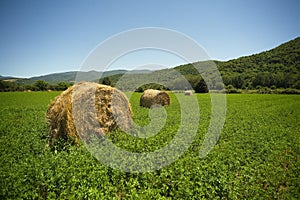 Hay bales alfalfa fields Italian countryside photo