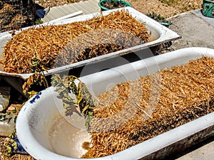 Hay Bales in Bathtubs outside