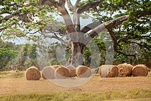 Hay bales below a huge tree in a farm field