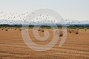 Pacas de heno observación de aves en anos 2 