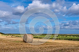 Hay Bales and Cattle in Rural Norfolk