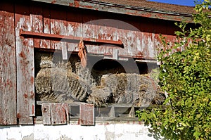 Hay bales falling out of old barn