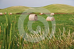 Hay Bales on Farmland