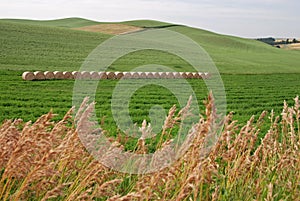 Hay Bales on Farmland