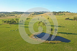 Hay bales on farmland in South Gippsland