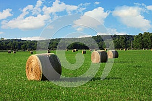 Hay Bales in a field