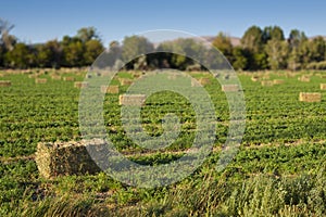 Hay Bales in Field