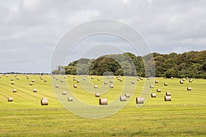 Hay bales in a field