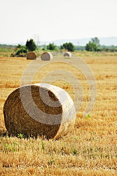 Hay bales on a field