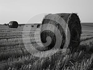 Hay Bales in Field