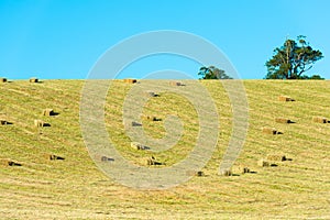 Hay bales in the field, Chile photo