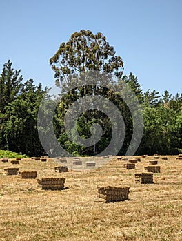 Hay bales in field drying in front of large trees