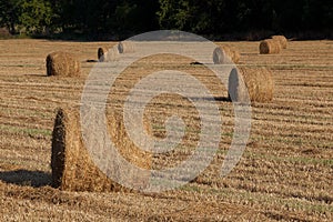 Hay Bales in the Field