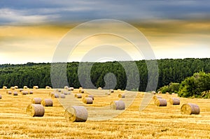 Hay bales on the field after harvest