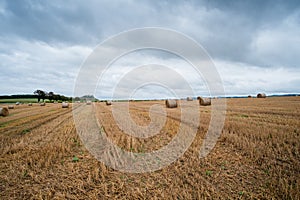 Hay bales on the field after harvest