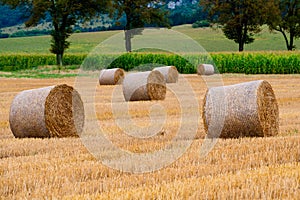 Hay bales on the field after harvest