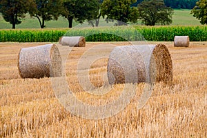 Hay bales on the field after harvest