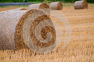 Hay bales on the field after harvest