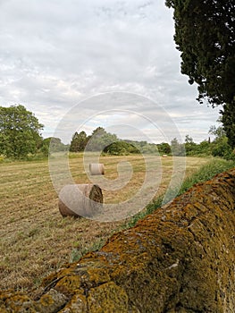 hay bales in a field after haymaking