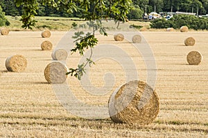 Hay bales in a field in late summer