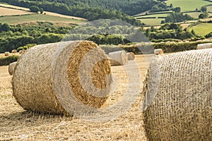 Hay bales in a field in late summer