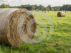 Hay bales in the field, preparing food for animals for the winter