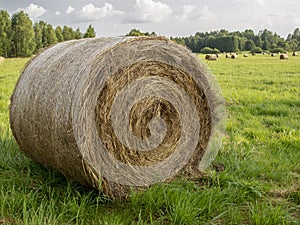 Hay bales in the field, preparing food for animals for the winter