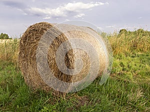 Hay bales in the field, preparing food for animals for the winter