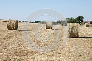 Hay bales on the field threshed.