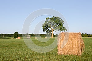 Hay Bales in Field with Tree