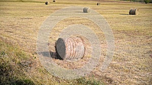 Hay bales on the field after wheat crops harvest. Agricultural farmland.