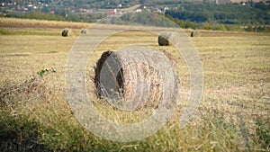 Hay bales on the field after wheat crops harvest. Agricultural farmland.