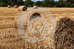 Hay bales on freshly harvested fields