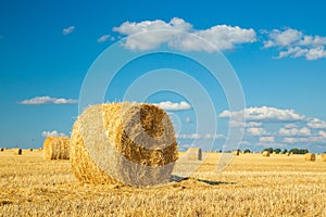 Hay bales on the golden agriculture field. Sunny landscape with round hay bales in summer. Rural scenery of straw stacks