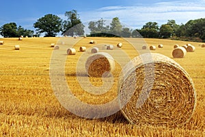 Hay bales in golden field