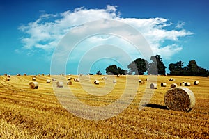 Hay bales in golden field