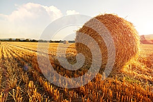 Hay bales in golden field