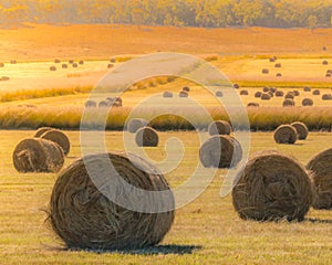 Hay bales on golden field at sunset