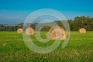 Hay bales on green grass