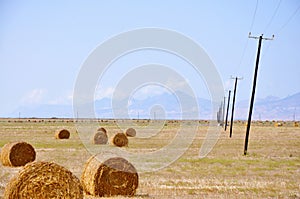 Hay bales harvest for domestic animal in Cyprus