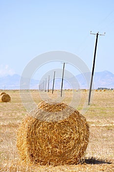 Hay bales harvest for domestic animal in Cyprus