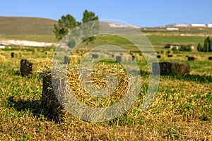Hay bales with harvested hay field.Content available for harvest time.Agricultur