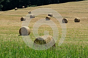 Hay bales in hayfield