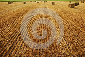 Hay bales in hayfield