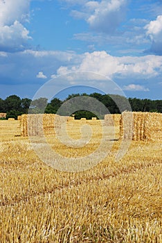 Hay bales in hayfield